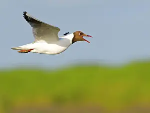 Sound: Black-headed Black-headed Gull (Chroicocephalus