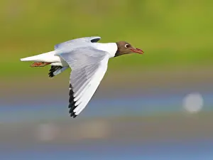 Seagull: Black-headed Black-headed Gull (Chroicocephalus