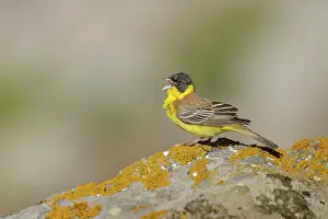 Emberiza: Black-headed Bunting