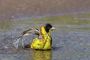 Splashing: Black-headed Bunting