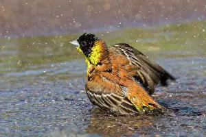 Splashing: Black-headed Bunting