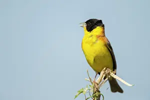 Bunting: Black-headed Bunting