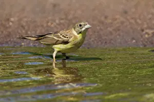 Puddle: Black-headed Bunting