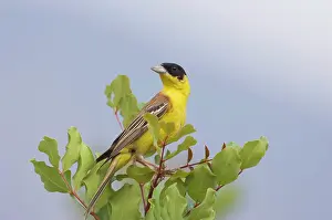 Melanocephala: Black-headed Bunting - adult male, May