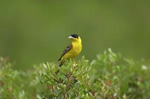 Melanocephala: Black-headed Bunting - adult male, summer