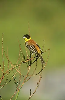 Melanocephala: BLACK-HEADED BUNTING ON BRANCH