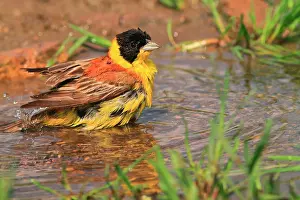 Cleanse: Black-headed Bunting (Emberiza melanocephala), male