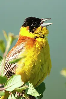 Sing: Black-headed Bunting (Emberiza melanocephala) on