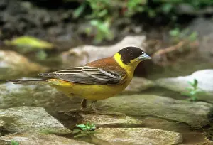 Melanocephala: Black-headed Bunting - male