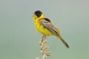 Melanocephala: Black-headed Bunting male singing on territory