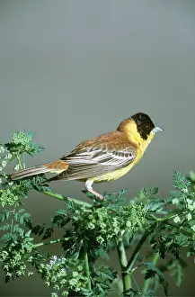 Bunting: BLACK-HEADED BUNTING - ON SHRUB