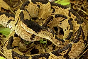 Lachesis: Black-headed Bushmaster - captive - Venomous