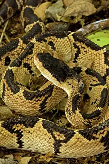 Lachesis: Black-headed Bushmaster - captive - Venomous