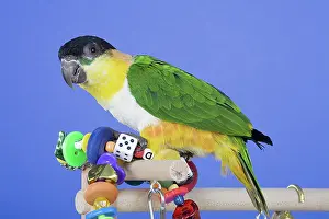 Psittacinae: Black-headed Caique