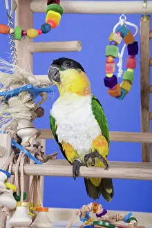 Psittacinae: Black-headed Caique