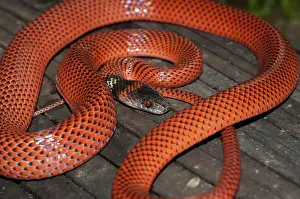 Calico: Black-headed calico snake