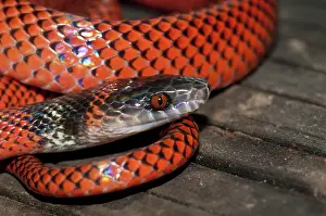 Calico: Black-headed calico snake