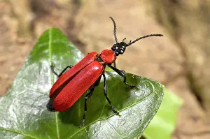 Coccinea: Black-headed Cardinal Beetle - adult