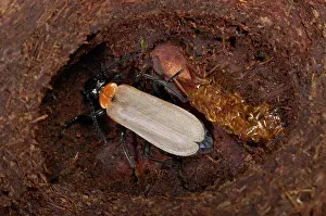 Coccinea: Black-headed Cardinal Beetle - nymph that has
