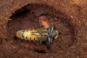 Ready: Black-headed Cardinal Beetle - nymph in its cocoon