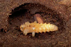 Coccinea: Black-headed Cardinal Beetle - Nymph in its cocoon