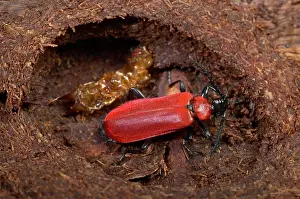 Coccinea: Black-headed Cardinal Beetle - nymph that has just