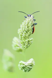 Coccinea: Grass