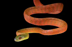 Colubrinae: Black-headed cat snake (Boiga nigriceps) on black