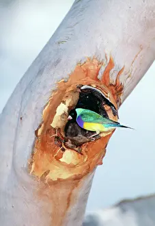 Gouldiae: Black-headed Gouldian Finch - at nest entrance