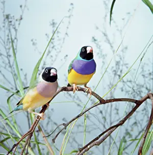 Gouldiae: Black-headed Gouldian Finch - pair