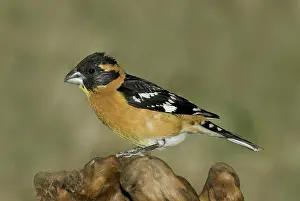 Melanocephalus: Black-headed Grosbeak