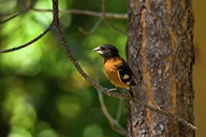 Melanocephalus: Black-headed Grosbeak
