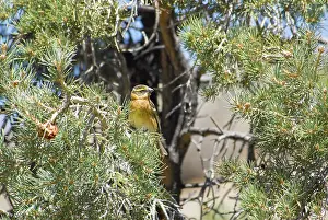 Melanocephalus: Black-headed Grosbeak