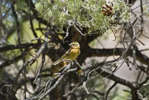 Melanocephalus: Black-headed Grosbeak