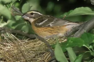 Melanocephalus: Black-headed Grosbeak female