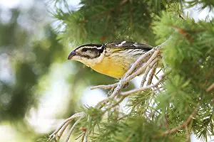 Melanocephalus: Black-headed Grosbeak - first winter male