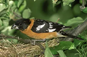 Melanocephalus: Black-headed Grosbeak male