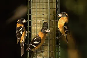 Melanocephalus: Black-headed Grosbeaks