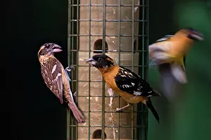 Melanocephalus: Black-headed Grosbeaks