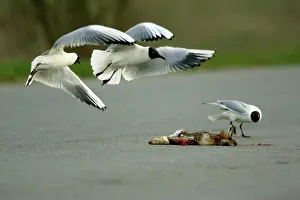 Roadkill: Black-headed Gull - 3 birds fighting over road-kill carrion