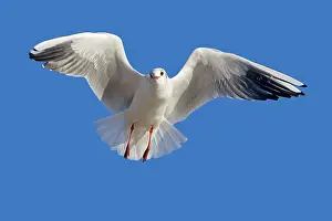 Ridibundus: Black-headed Gull