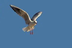 Ridibundus: Black-headed Gull