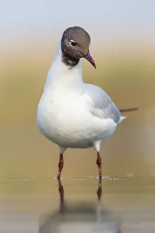 Bacs: Black-headed Gull
