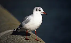 Ridibundus: Black-headed Gull