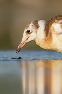 Kiskunsgi: Black-headed Gull