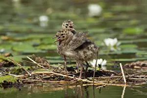 Ridibundus: Black-headed Gull