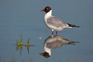 Ridibundus: Black-headed Gull