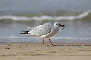 Ridibundus: Black-headed Gull
