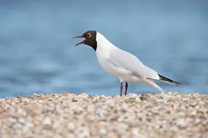 Ridibundus: Black-headed Gull