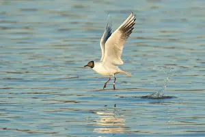 Ridibundus: Black-headed Gull